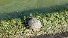 Trachemys scripta elegans