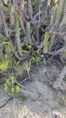 Hippeastrum cybister