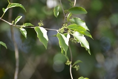 Struthanthus densiflorus