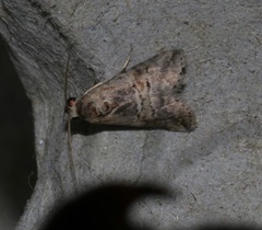 Acontiinae