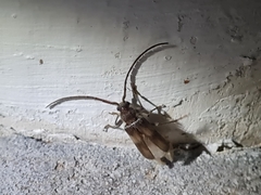 Crinarnoldius maculatus