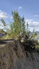 Kageneckia lanceolata