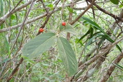 Bunchosia breedlovei