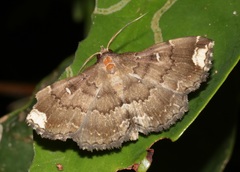 Adrapsa quadrilinealis