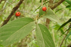 Bunchosia breedlovei