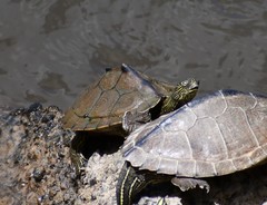 Graptemys sabinensis