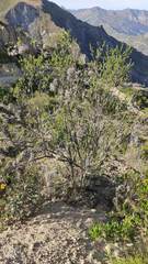 Kageneckia lanceolata