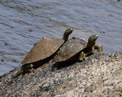 Graptemys sabinensis
