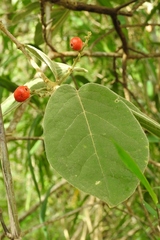 Bunchosia breedlovei