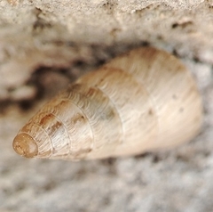 Cochlicella acuta