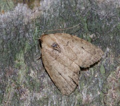 Anachrostis