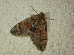 Thera obeliscata