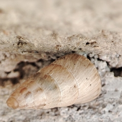 Cochlicella acuta