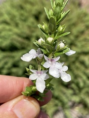 Teucrium townsendii