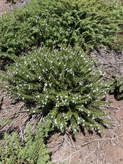 Teucrium townsendii