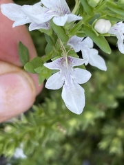 Teucrium townsendii