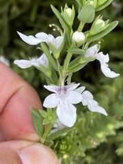Teucrium townsendii