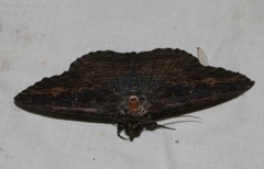 Anisoneura salebrosa