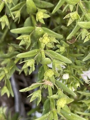 Teucrium townsendii