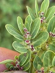 Euphorbia anthonyi