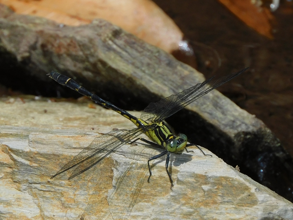 Davidius aberrans