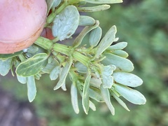 Euphorbia anthonyi