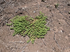 Euphorbia anthonyi