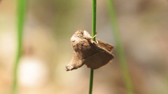 Apoda rectilinea
