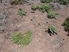 Euphorbia anthonyi