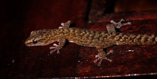 Marbled Leaf-toed Gecko