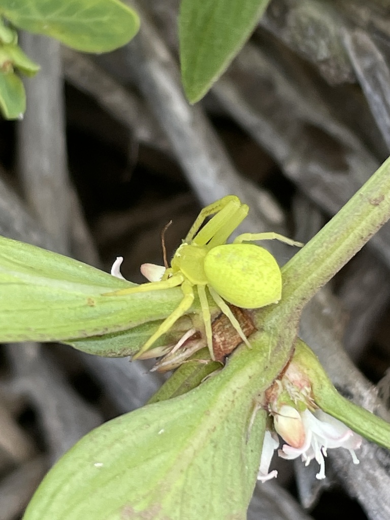 Mecaphesa revillagigedoensis