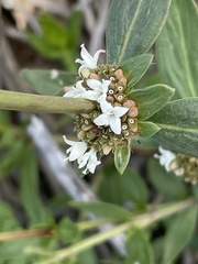 Spermacoce nesiotica