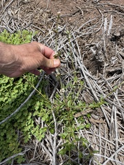 Spermacoce nesiotica