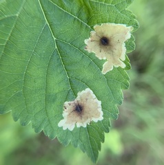 Calycomyza hyptidis