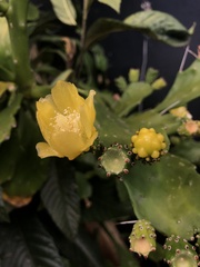 Brasiliopuntia