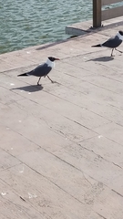 Leucophaeus atricilla