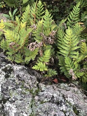 Pleopeltis thyssanolepis