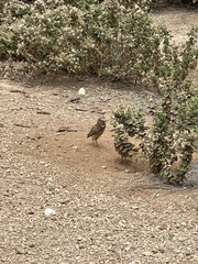 Athene cunicularia rostrata