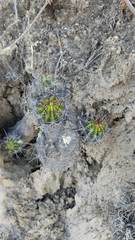 Echinopsis bridgesii