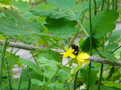 Bombus