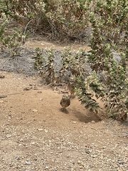 Athene cunicularia rostrata
