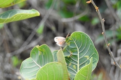 Cissia rubricata anabelae