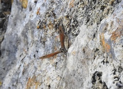 Cissia rubricata anabelae