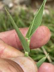 Eriochloa acuminata