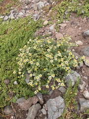 Perityle socorrosensis