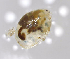 Eurycercus longirostris