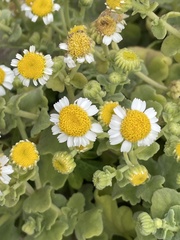 Perityle socorrosensis