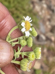 Perityle socorrosensis