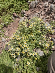 Perityle socorrosensis