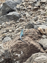 Urosaurus clarionensis